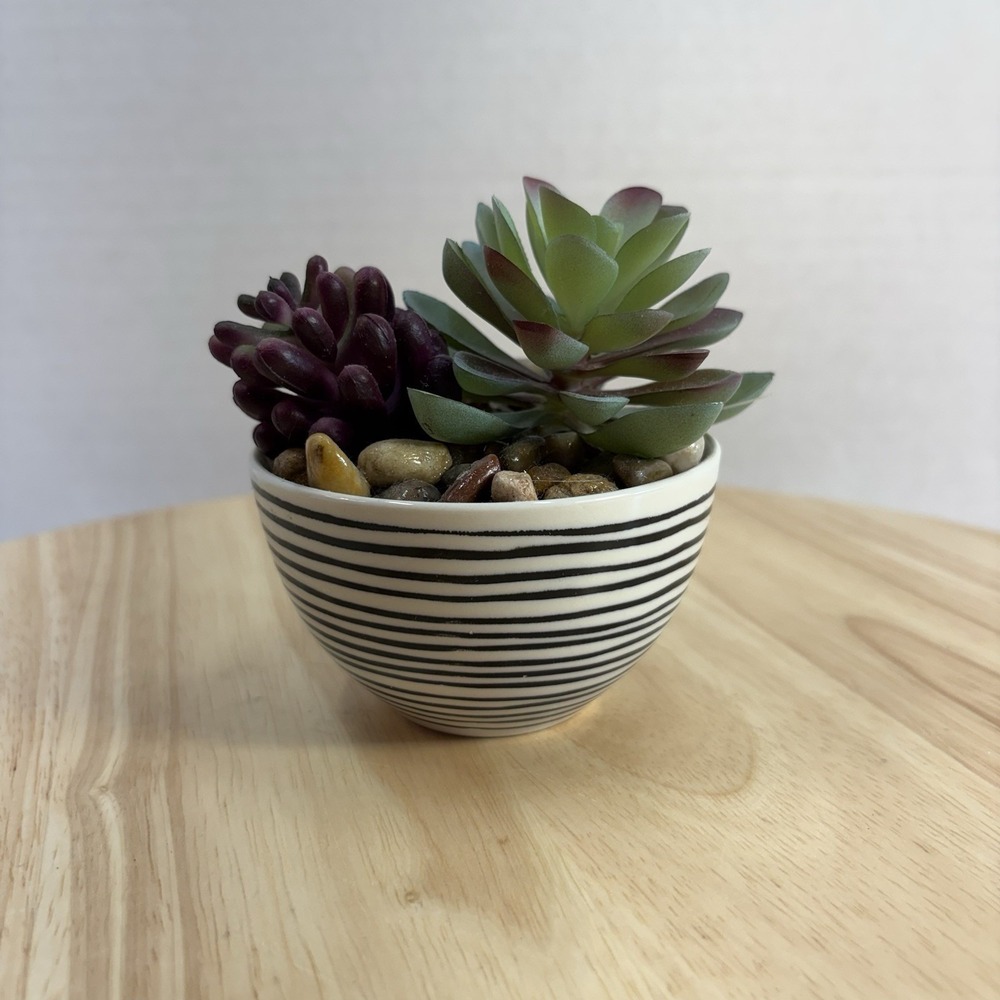 Succulent Arrangement Echeveria Potted Indoor Striped Bowl Planter w/ Pot